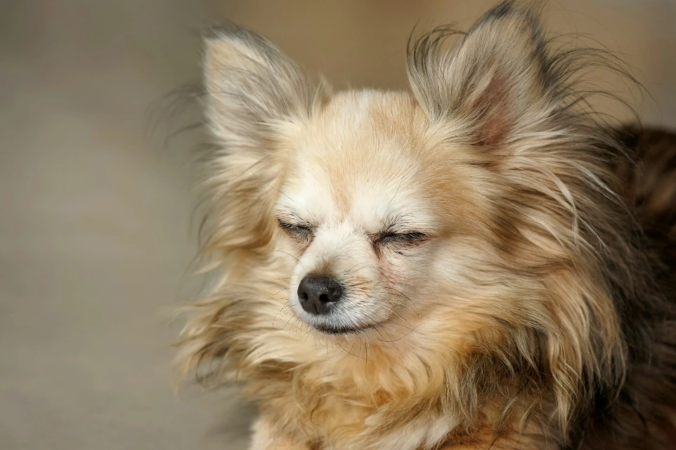 A long-haired chihuahua with eyes closed rests.